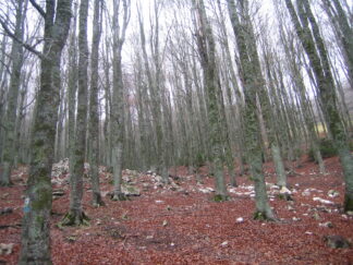 Rocca Pia (AQ) - Lotto Boschivo PA 8 - AVVISO D'ASTA