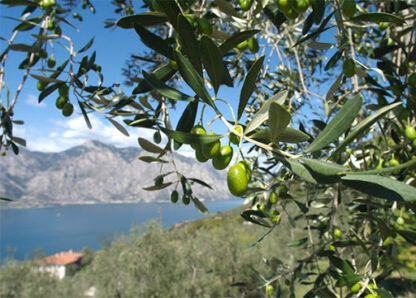 olio del boscaiolo